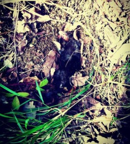 Hand to Earth by Rebecca Brewin