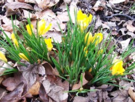 Hand to Earth by Rebecca Brewin