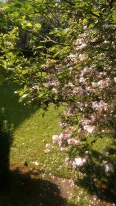 Hand to Earth by Rebecca Brewin