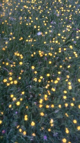 Hand to Earth by Rebecca Brewin