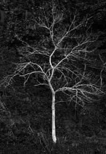 Hand to Earth by Rebecca Brewin