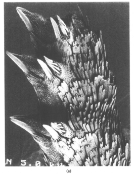 Hand to Earth by Rebecca Brewin