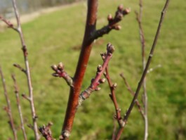 Hand to Earth by Rebecca Brewin