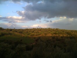 Hand to Earth by Rebecca Brewin