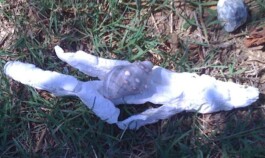 Hand to Earth by Rebecca Brewin