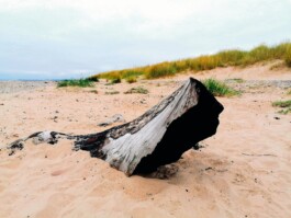 Hand to Earth by Rebecca Brewin