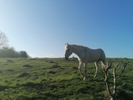 Hand to Earth by Rebecca Brewin