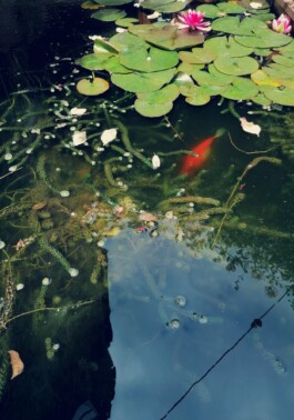 Hand to Earth by Rebecca Brewin