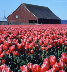 Hand to Earth by Rebecca Brewin