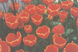 Hand to Earth by Rebecca Brewin