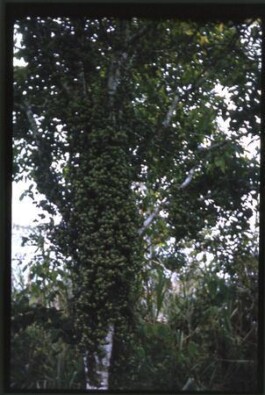 Hand to Earth by Rebecca Brewin