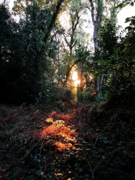 Hand to Earth by Rebecca Brewin