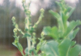 Hand to Earth by Rebecca Brewin