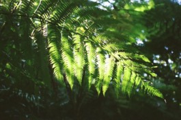 Hand to Earth by Rebecca Brewin