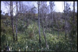 Hand to Earth by Rebecca Brewin