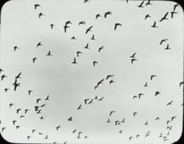 Hand to Earth by Rebecca Brewin