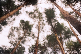 Hand to Earth by Rebecca Brewin