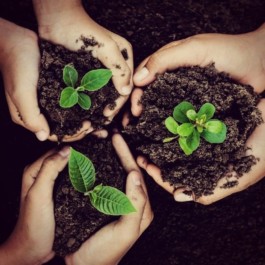 Hand to Earth by Rebecca Brewin