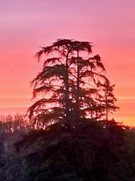 Hand to Earth by Rebecca Brewin