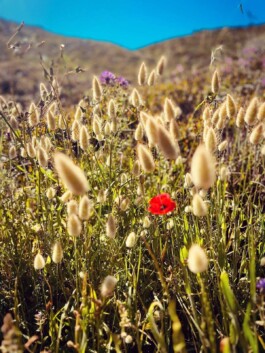 Hand to Earth by Rebecca Brewin