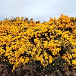 Hand to Earth by Rebecca Brewin