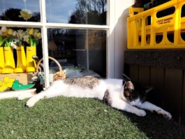 Hand to Earth by Rebecca Brewin