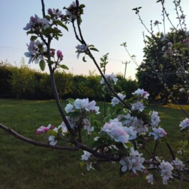 Hand to Earth by Rebecca Brewin