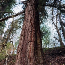 Hand to Earth by Rebecca Brewin