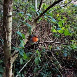 Hand to Earth by Rebecca Brewin