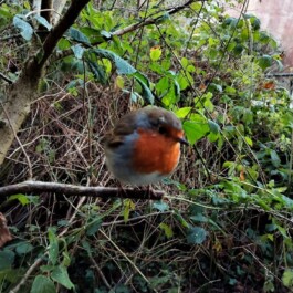 Hand to Earth by Rebecca Brewin