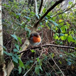 Hand to Earth by Rebecca Brewin