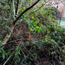 Hand to Earth by Rebecca Brewin